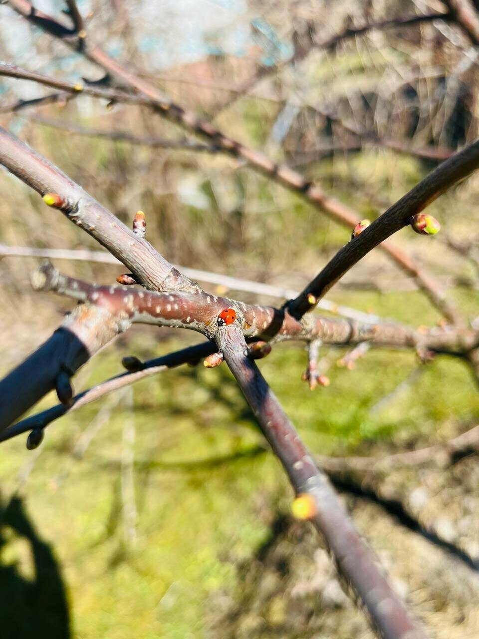 Гостиница Мон Плезир Химки-189