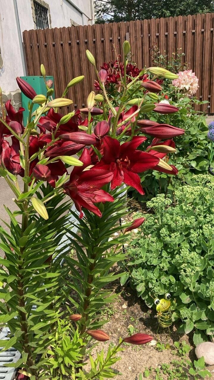 Гостиница Мон Плезир Химки-212