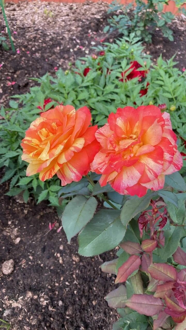 Гостиница Мон Плезир Химки-203