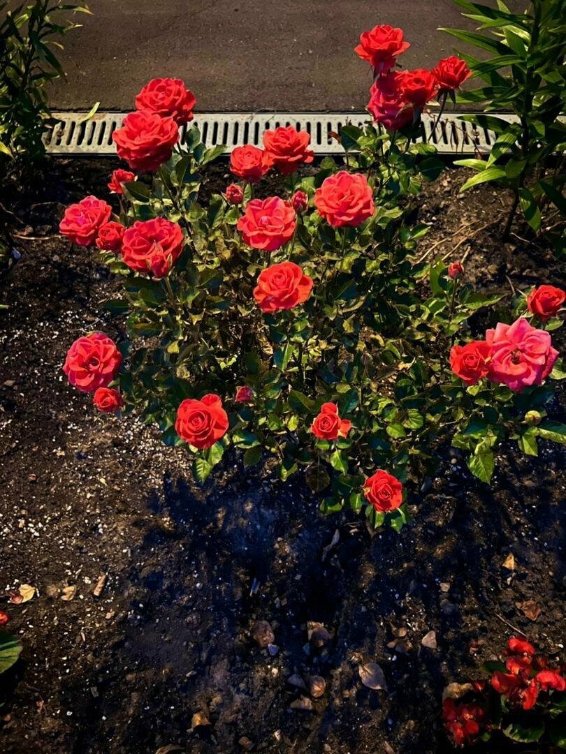 Гостиница Мон Плезир Химки-175