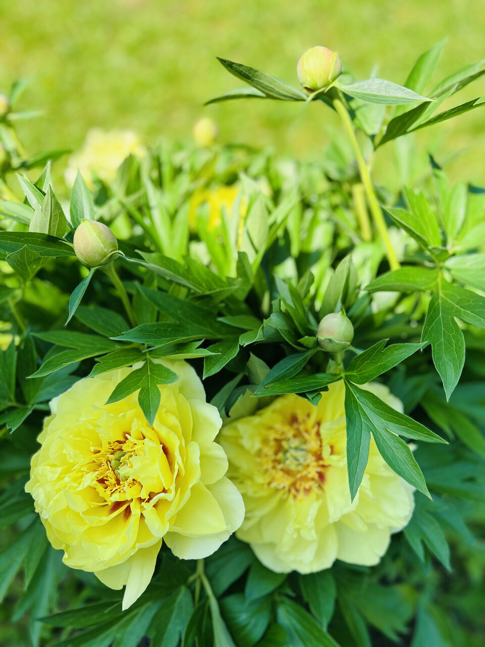 Гостиница Мон Плезир Химки-45