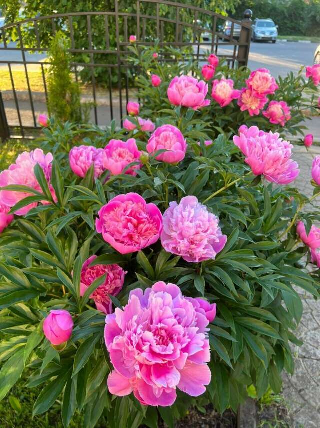 Гостиница Мон Плезир Химки-186