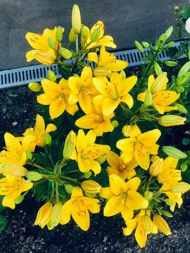 Гостиница Мон Плезир Химки-137